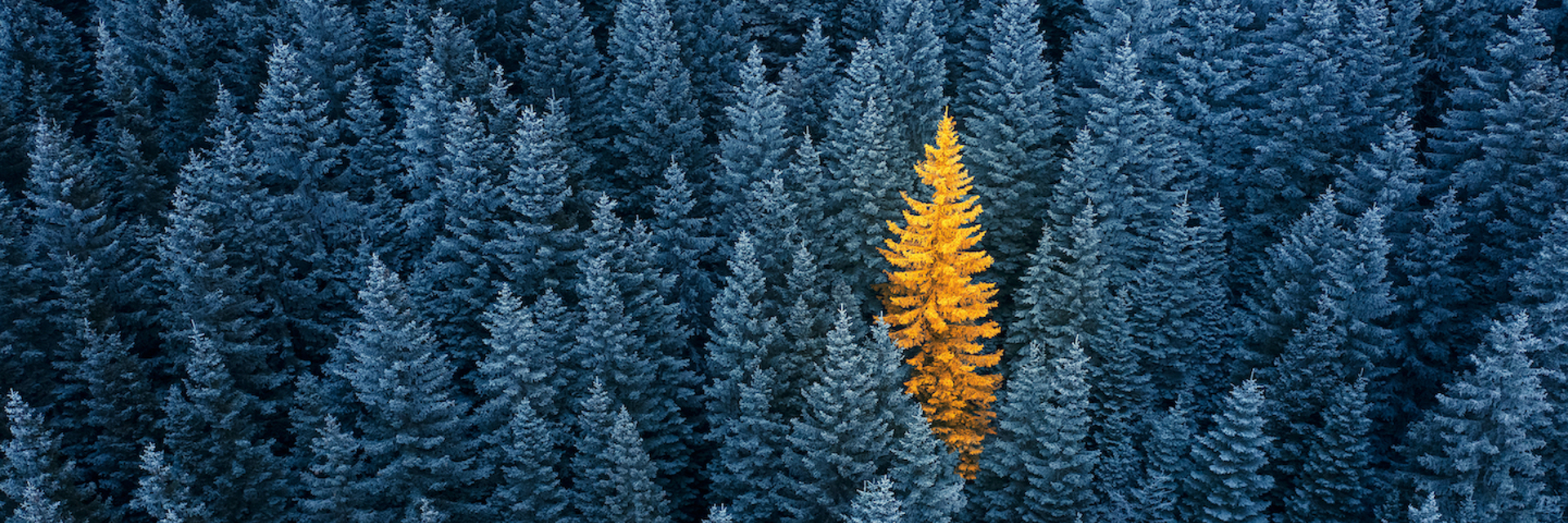 Shutterstock Trees