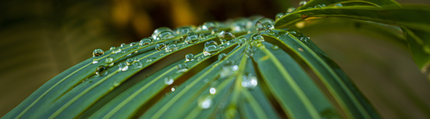 Shutterstock 1958417485 Green