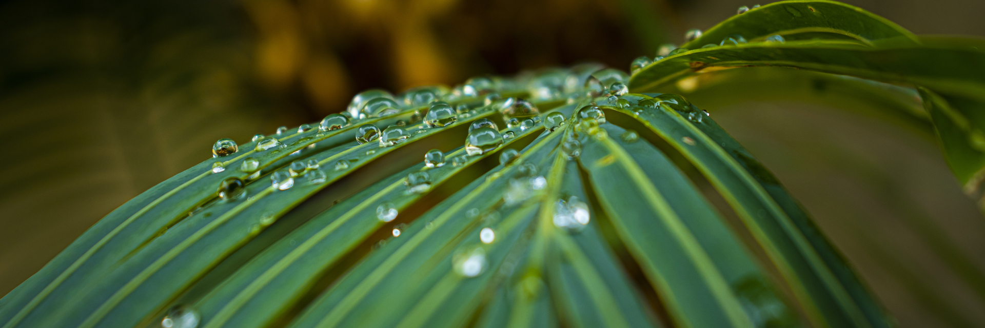 Shutterstock 1958417485 Green