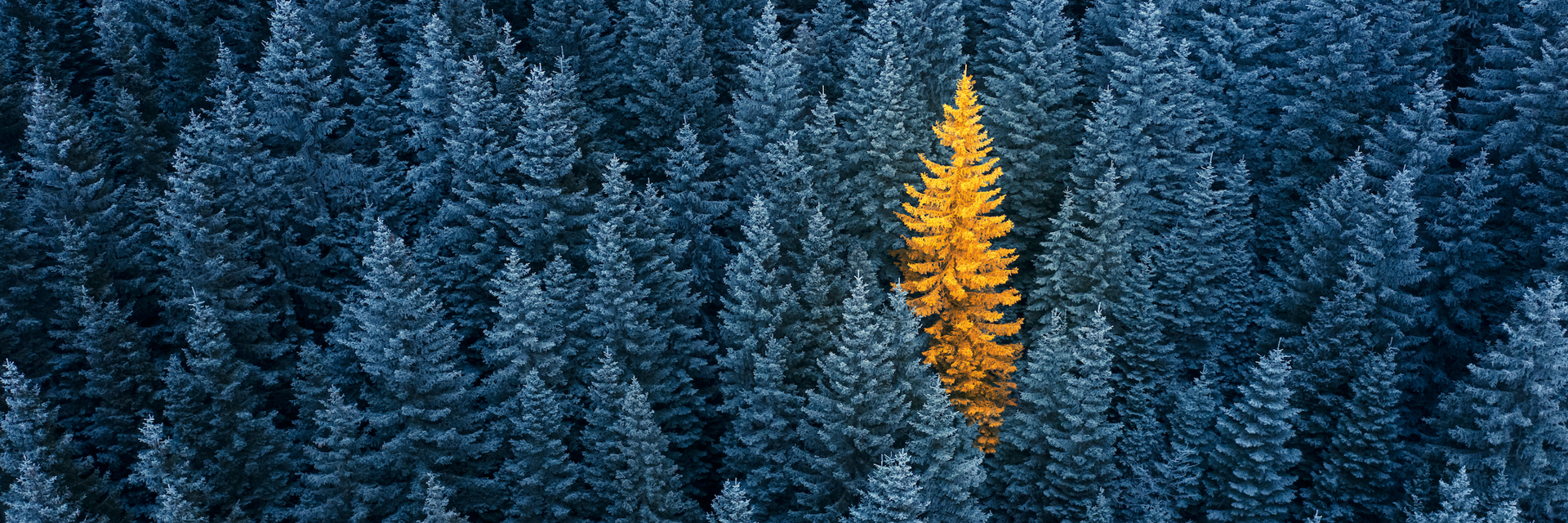 Shutterstock 1865956087 Copy